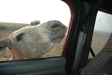 20060122151633   Hungry Donkey